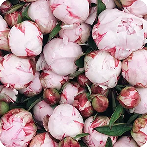 Peony (L’occitaneイメージ)